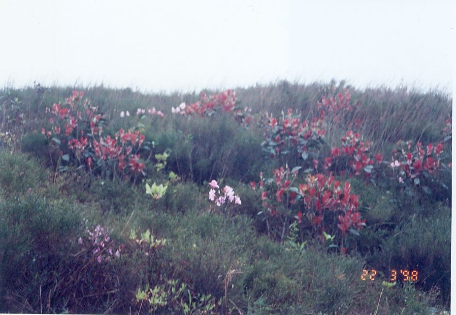 1998年八仙嶺濃霧中的高山杜鵑